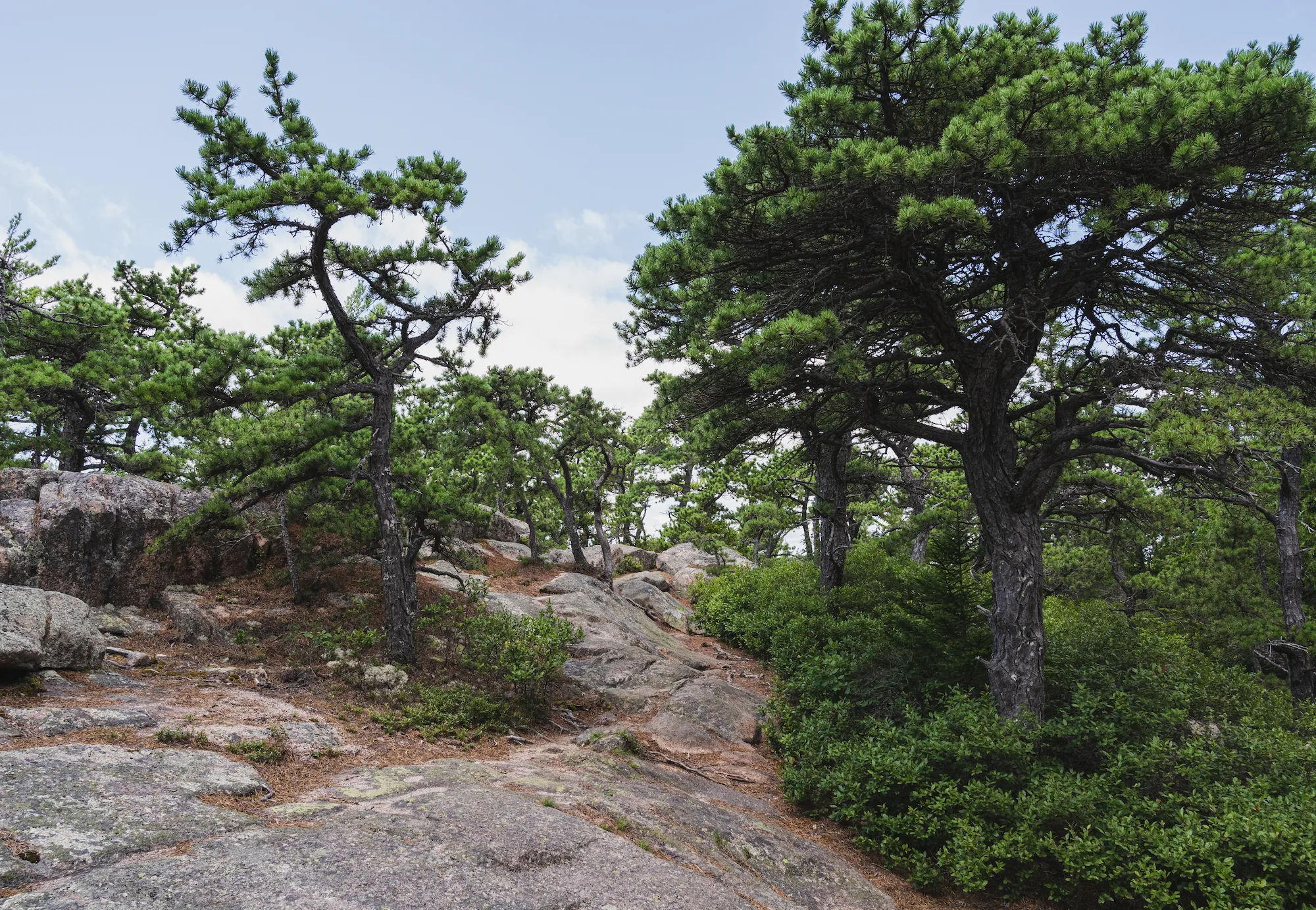 gnarled trees from the top of Acadia Mountain